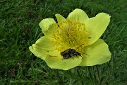 14 Pulsatlla alpina sulfurea con ospiti 